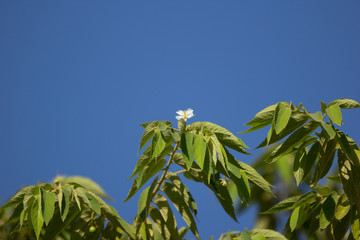 White Flower of West Indian Cherry