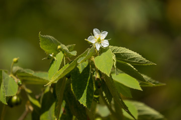 White Flower of West Indian Cherry
