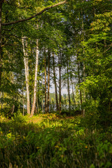 forest glade in the rays of the sun in summer