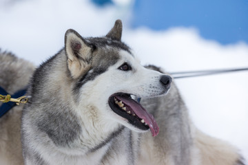 Siberian Husky portrait 