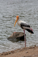 Portrait painted stork bird at lake.