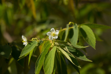 White Flower of West Indian Cherry