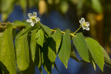 White Flower of West Indian Cherry