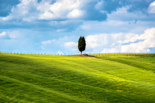 Cipress tree among grass hills in Tuscany, rural landscape. Countryside farm, cypresses trees, green field,Italy, Europe.