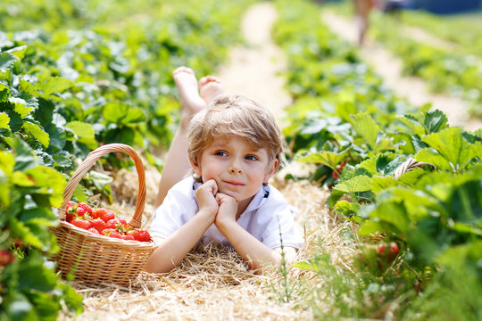 Little kid boy picking strawberries on organic bio farm, outdoors.