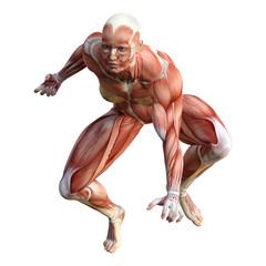 3D Rendering Female Anatomy Figure on White