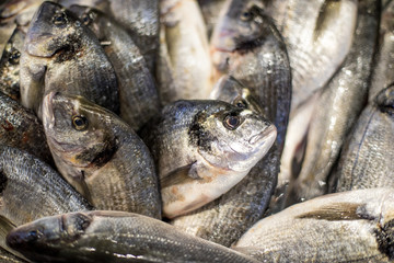 A bunch of seabreams in a market