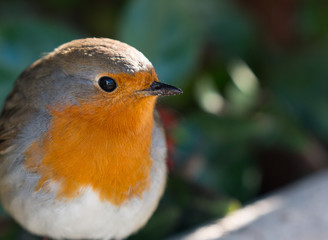 Robin in the garden