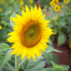 Beautiful big sun flower close up.