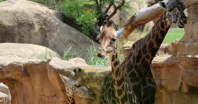Giraffes Family Ruminate