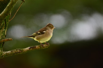 Pinson des arbres ♀ (Fringilla coelebs)