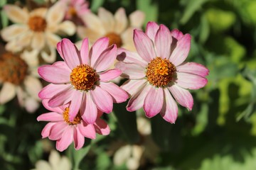 Obraz premium pink flower