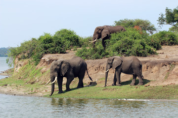 Naklejka na ściany i meble Wilde Elefanten in Afrika Uganda