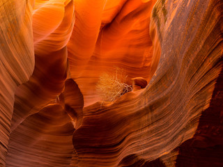 Twig in Antelope Canyon