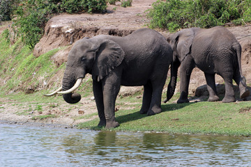 Fototapeta na wymiar Wilde Elefanten in Afrika Uganda