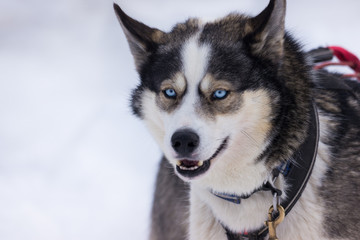 Siberian Husky portrait 