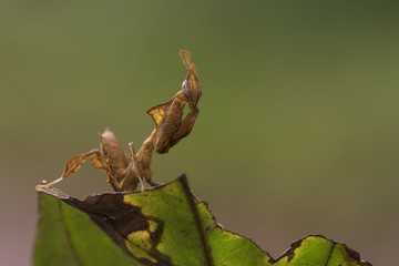 Ghost mantis