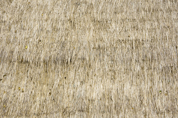 Surface of dry straw close up background.