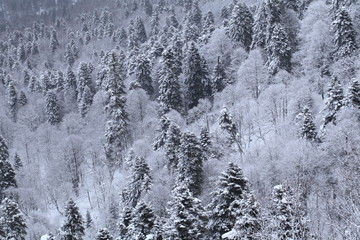 Winter mountain landscape