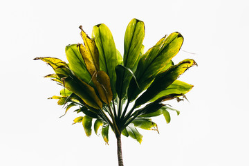Hawaiian plant