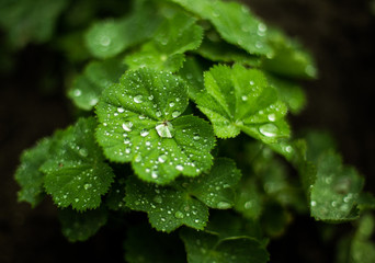 green leaves in drops of dew in the garden