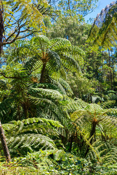 Big fronds from a tree fern in the tropical moist broadleaf forests in the highlands of Sri Lanka