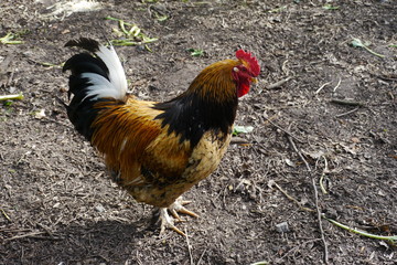 prachtvoller Hahn auf dem Hühnerhof