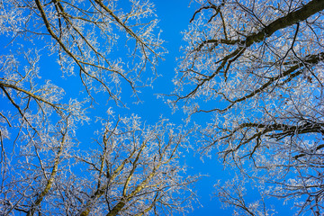Wunderschön verschneite Baumkronen vor blauem Himmel