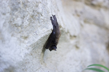 Bat on the Wall
