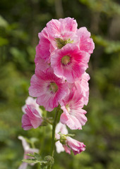 Pink hollyhock flower in garden