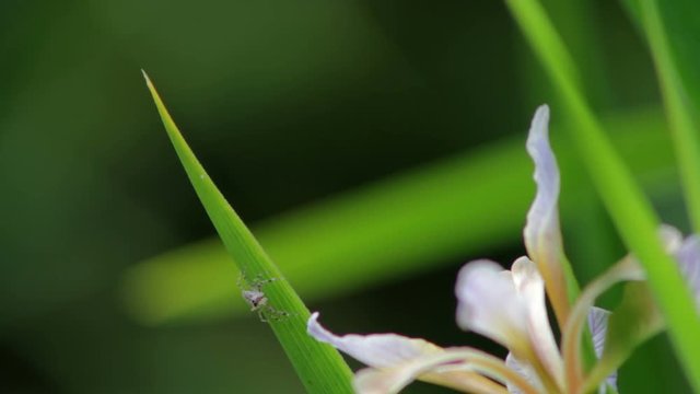 Small spider walking on flower leaf