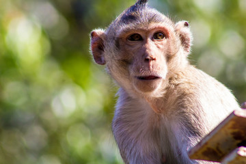 Real monkey portrait close up in botanical garden