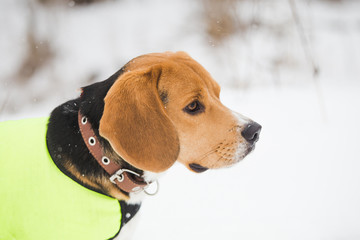 Closeup profile portrait of young beagle puppy isolated on white fresh snow outdoors. Horizontal color photography.