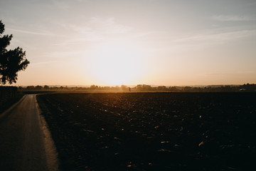 Obraz premium Läufer auf Feld im Sonnenuntergang