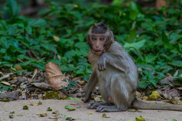 Real monkey portrait close up in botanical garden