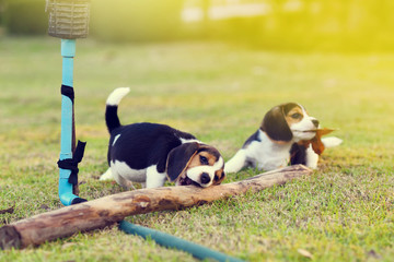 Fototapeta na wymiar Happy cute young Beagles playing in garden