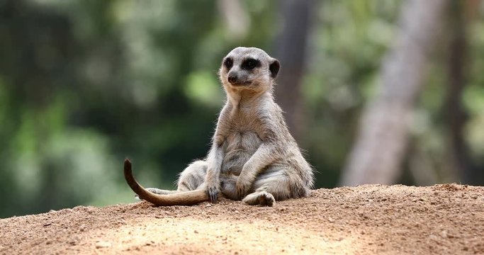 meerkat suricates on lookout