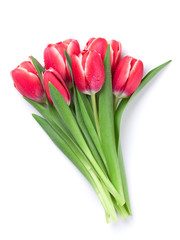 Red tulip flowers