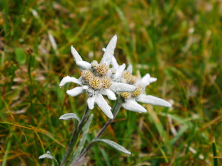 Edelweiß