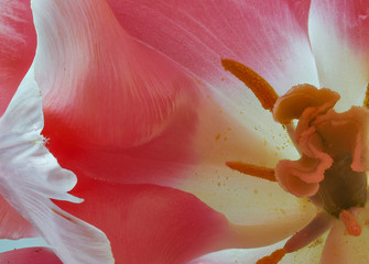 Fototapeta na wymiar Tulip centre macro in pink