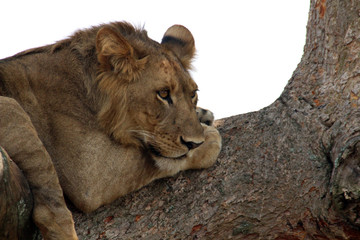 Fototapeta na wymiar Wilde Löwen in Afrika Uganda auf dem Baum