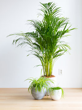 bright living room with houseplants on the floor