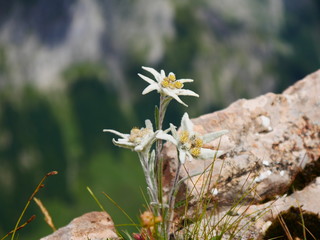 Edelweiß