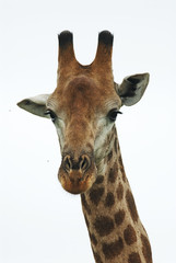 South African Giraffe, Giraffa giraffa giraffa, portrait, South Africa