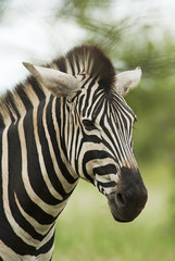 Naklejka na ściany i meble Plains Zebra, Equus quagga chapmani, Hluhluwe-Imfolozi Park, South Africa