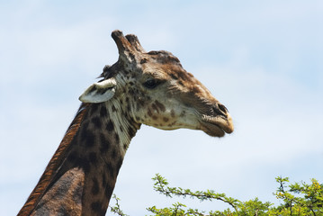 South African Giraffe, Giraffa giraffa giraffa, portrait, South Africa