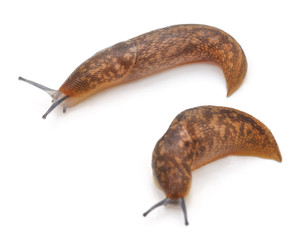 Two brown snails.