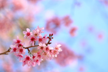 Blooming pink Prunus cerasoides flowers on blue sky at Khao Kho, Phetchabun, Thailand. Like blooming pink sakura flowers. Have copy space for put text.
