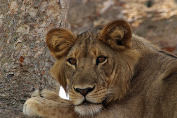 Wilde Löwen in Afrika Uganda auf dem Baum