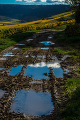 chemin dans les vignes